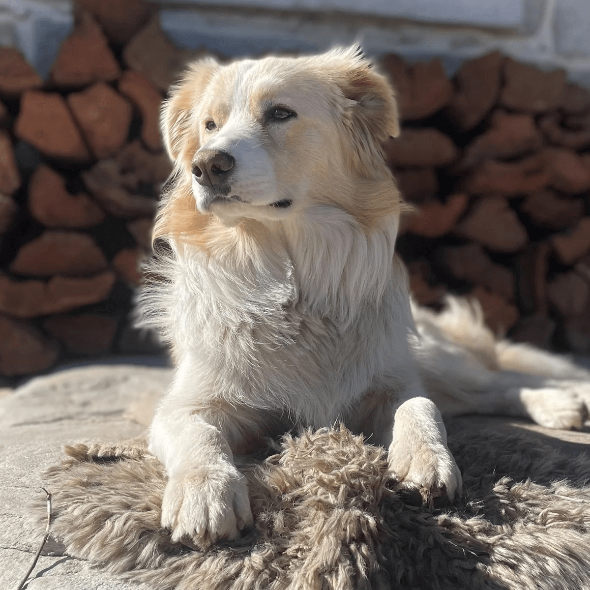 A photo of Doble, a beloved pet bull arab-cross who was a victim of 1080 poisoning.