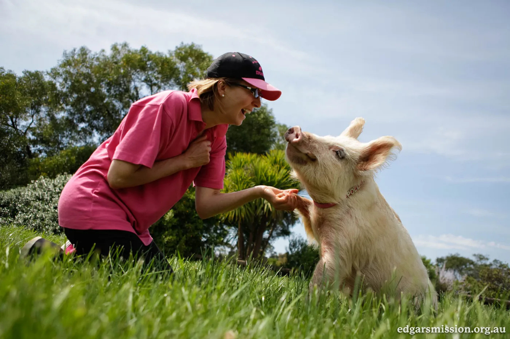 Pig at Edgar’s Mission