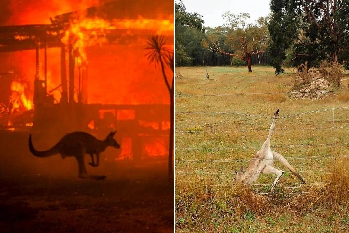 Kangaroos deserve protection — Animal Liberation Compassion without