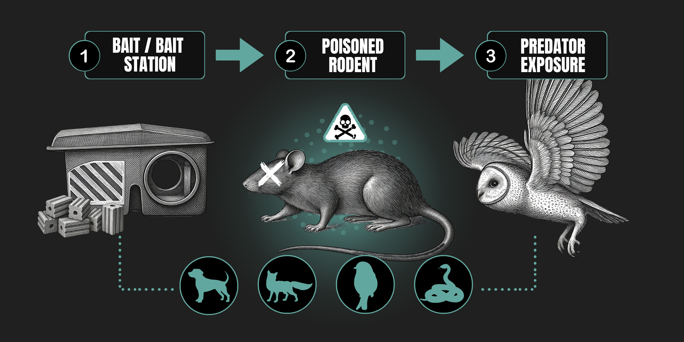 Illustrated pathway showing anticoagulant bait being eaten by a rodent and the poisoned rodent then being eaten by an owl, exposing the predator to the poison.