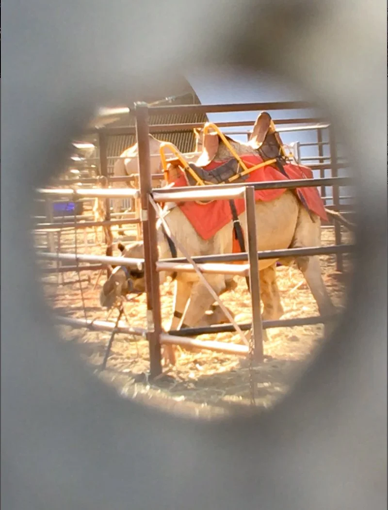 TRAINING - Camel left hobbled _ Animal Liberation.jpg