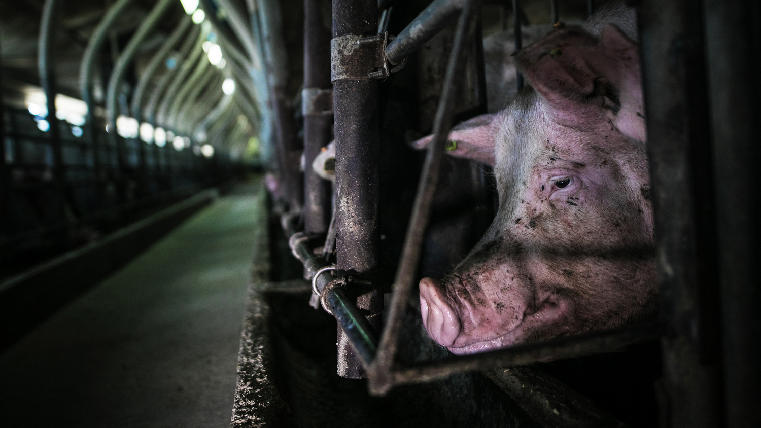 Campaign image representing the wider system affecting pigs