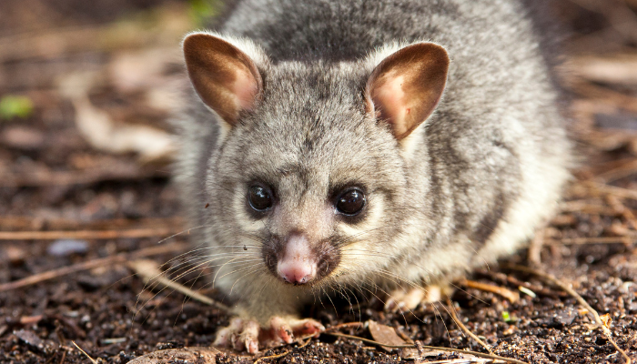 Brushtail possum in native bushland