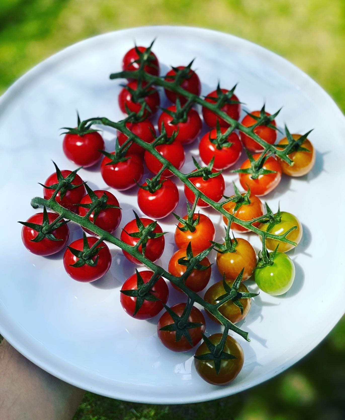 Some homegrown beauties from last year!!!

#tasty #homegrown #cherrytomatoes #summer #countdown #private #chef #seasonal #tastingmenu #nowbooking