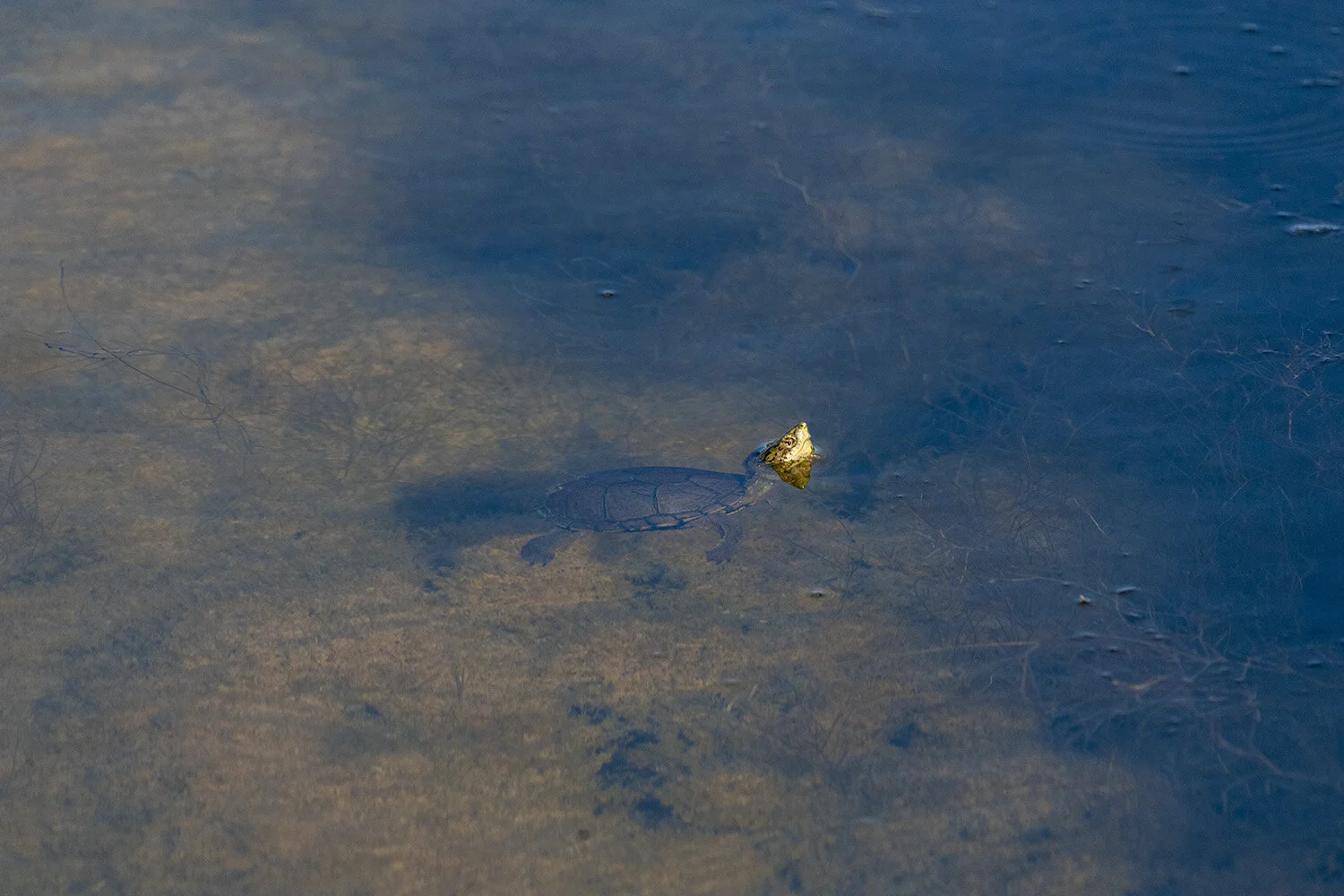 Ponders Devestation Submission -0612-SM.jpg