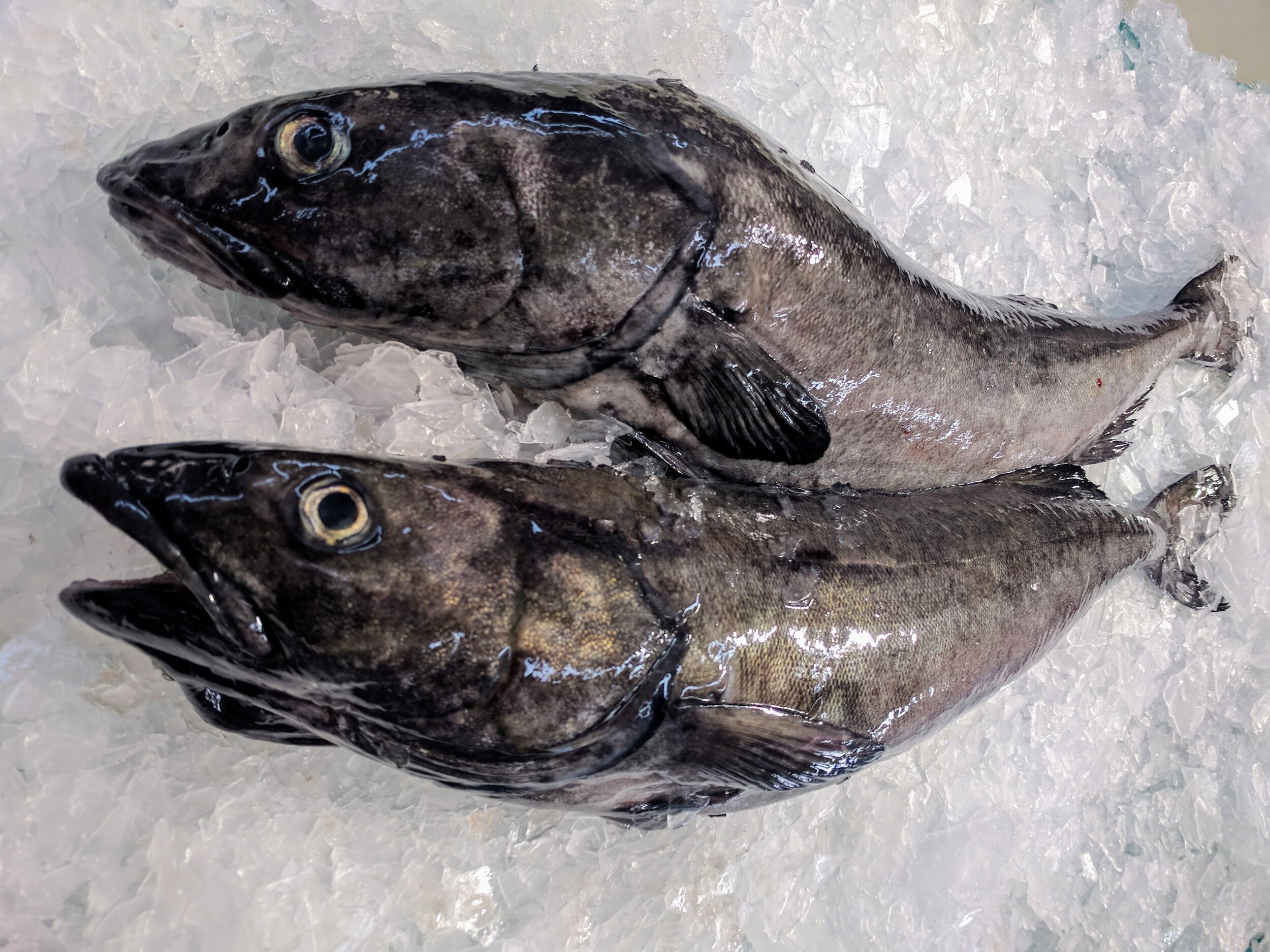 Sablefish (aka Black Cod) — Sea Forager