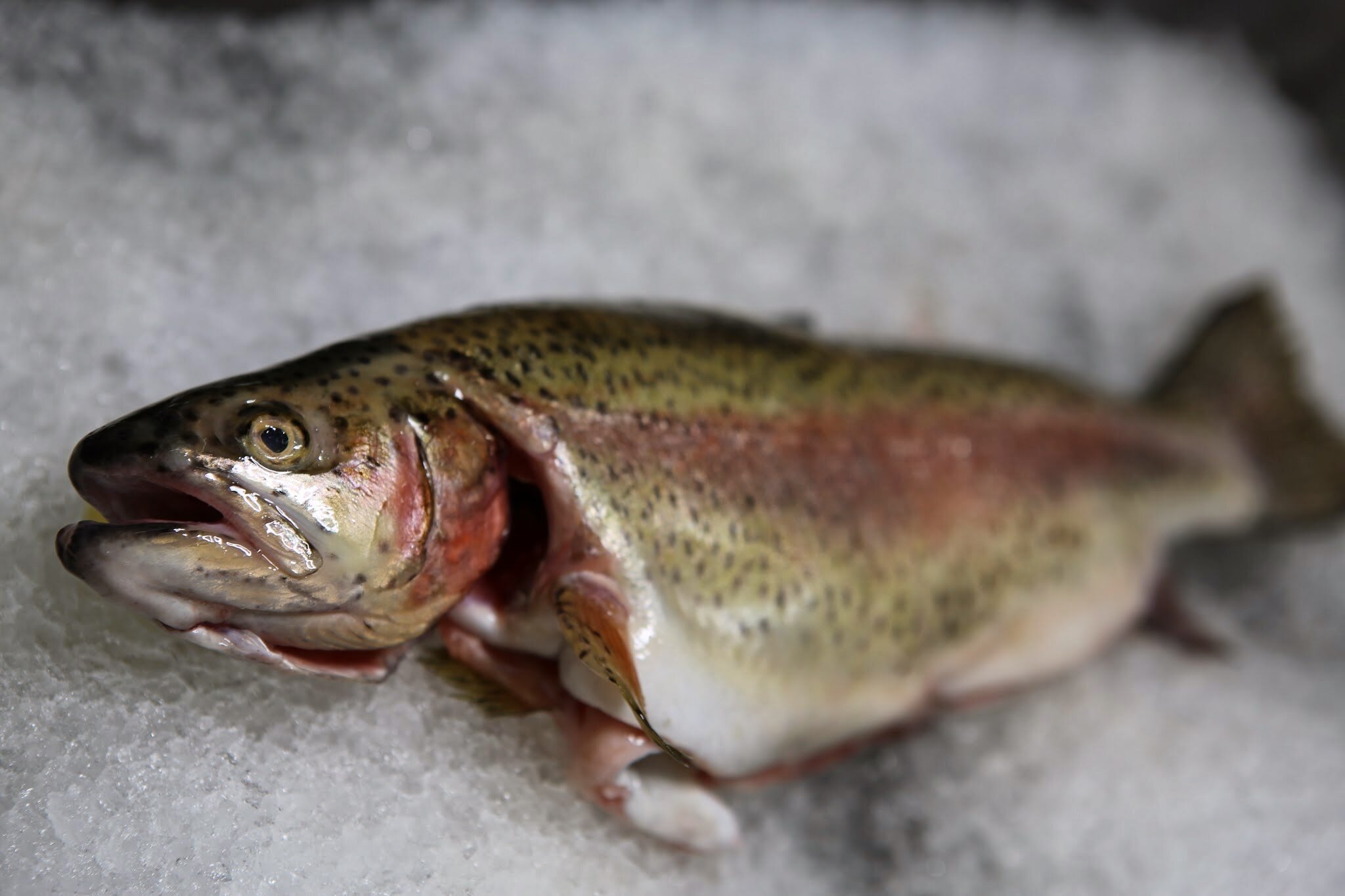 McFarland Springs Rainbow Trout — Sea Forager