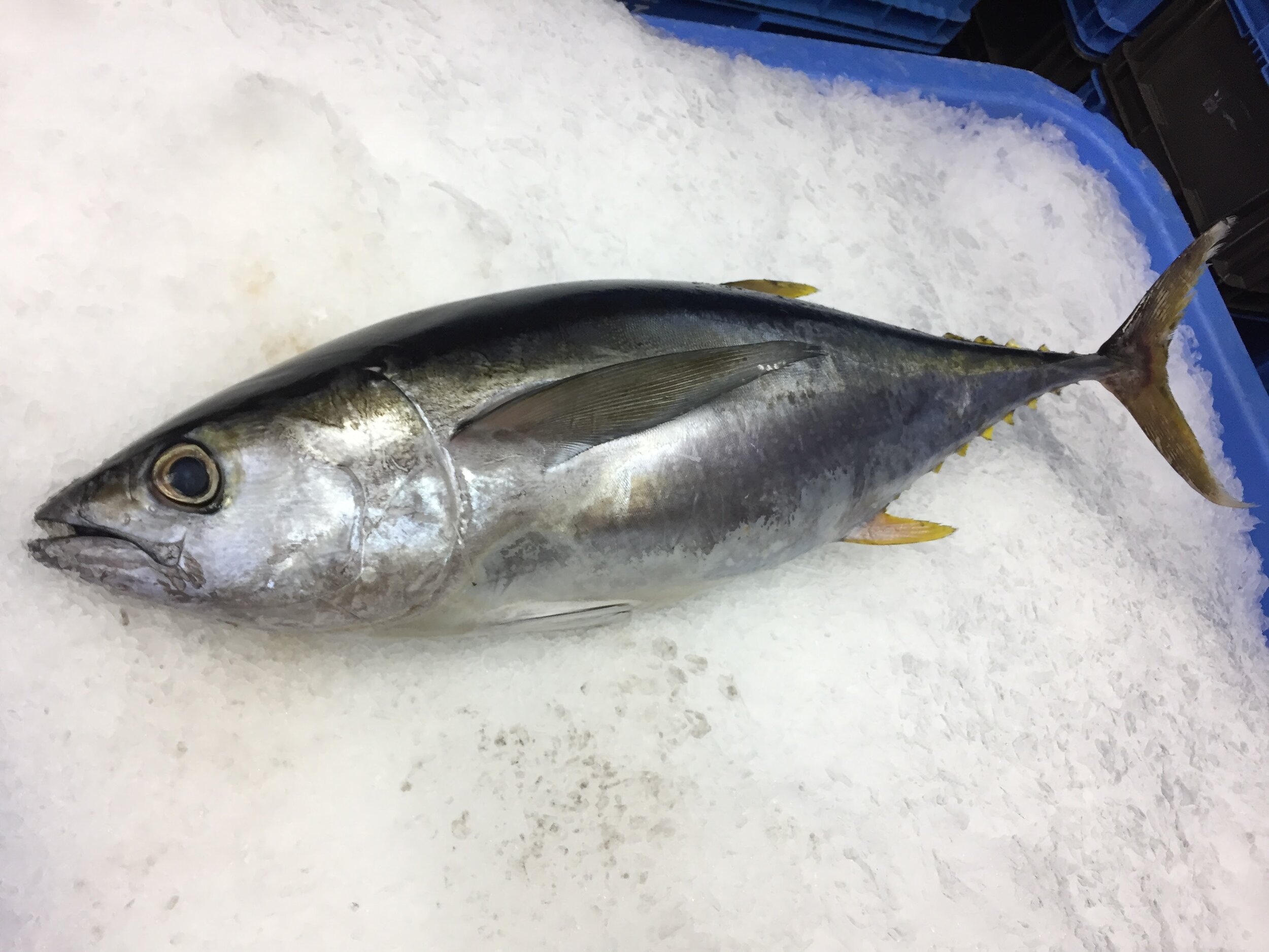 Species  Longfin Tuna 