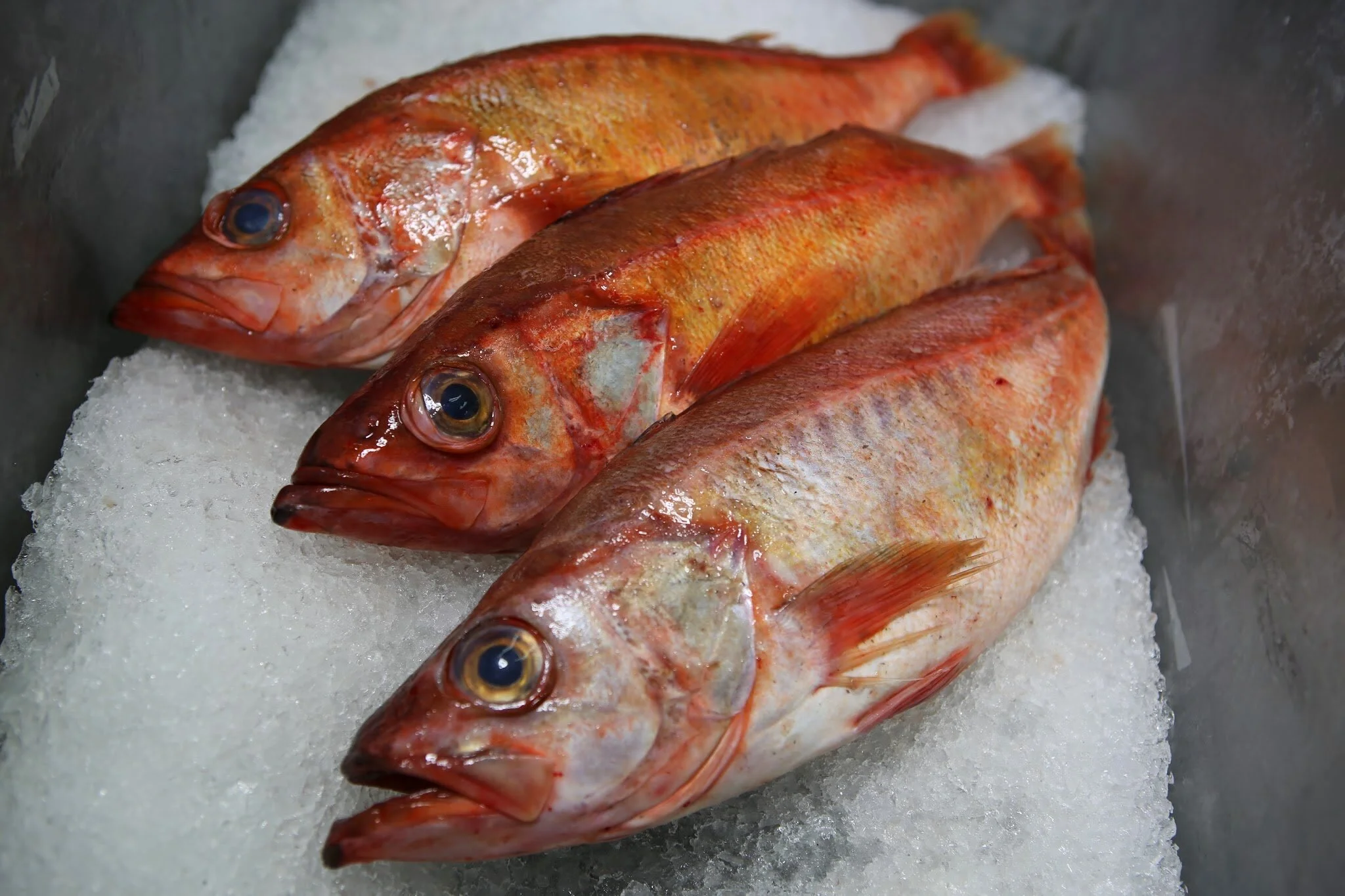 About Your Seafood — Sea Forager