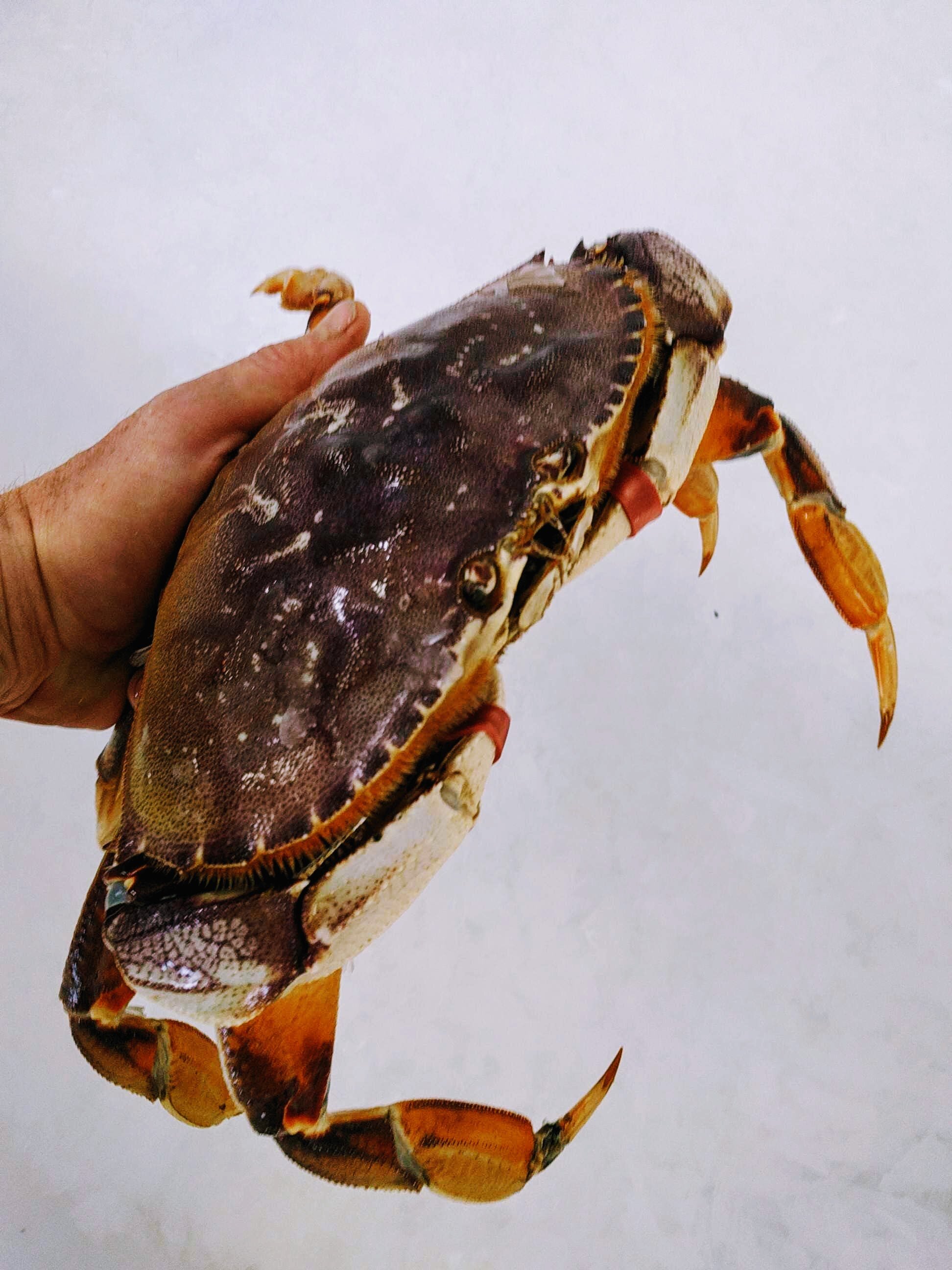 Dungeness Crab — Sea Forager