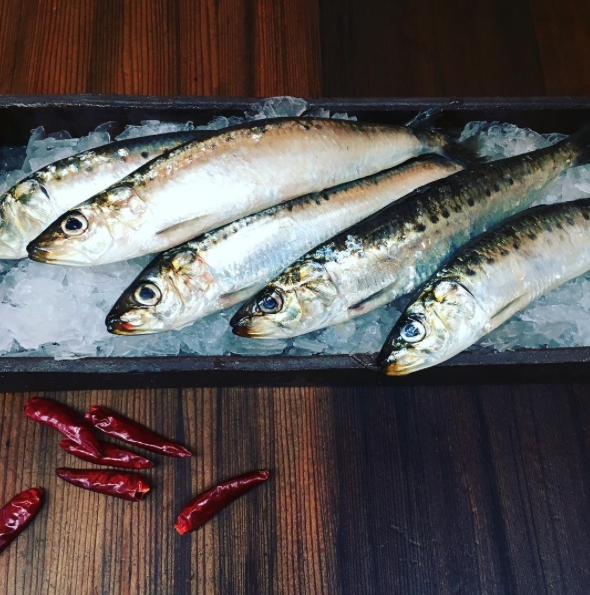Sardines Sea Forager Sardines Sea Forager