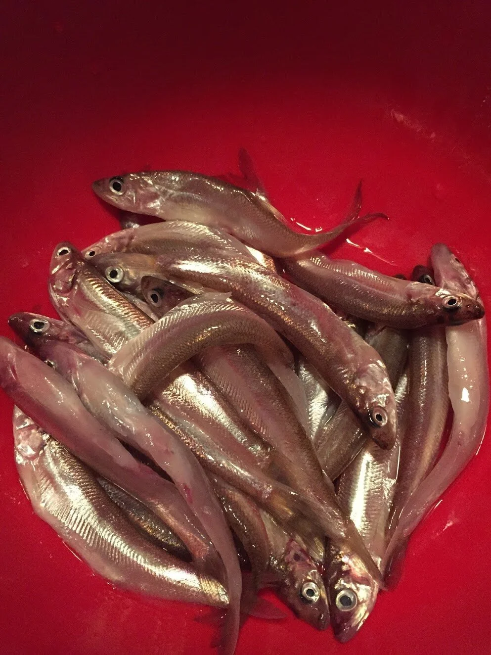 Night Smelt — Sea Forager