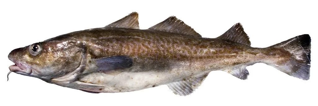 Cod Fish