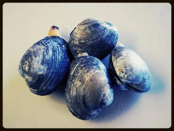 Butter clams — Sea Forager