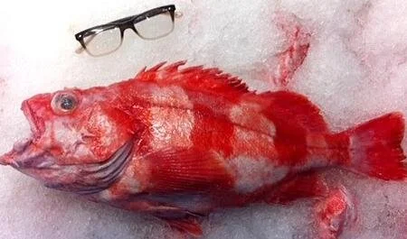 Add-on WHOLE Rockfish