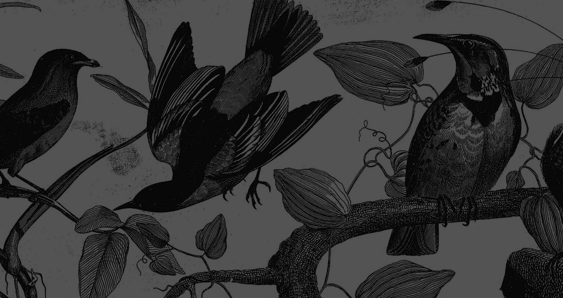 coffeebird-ourstory-header.png