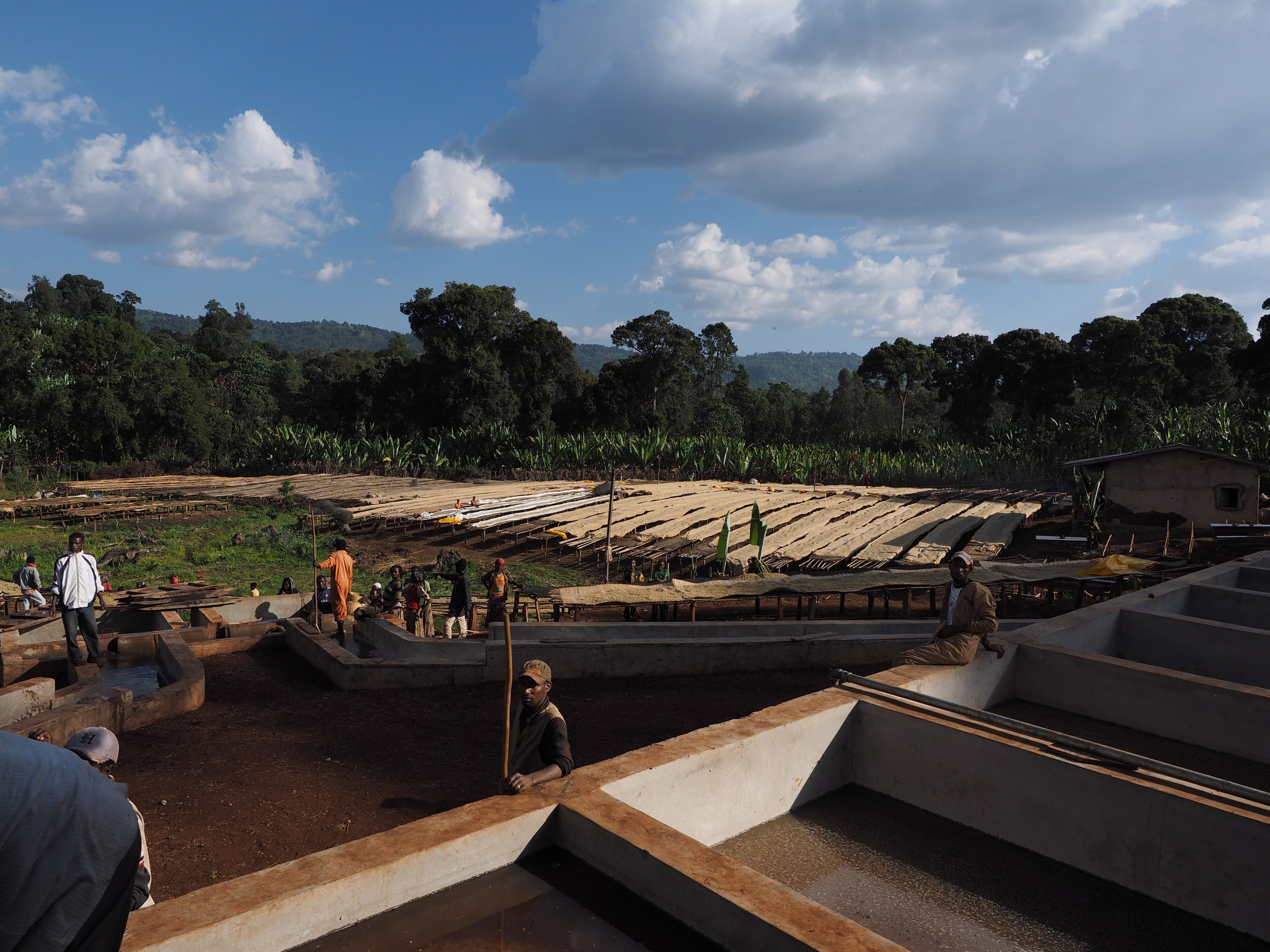 Fermentation tanks at Chelbesa Washing Station, Ethiopia