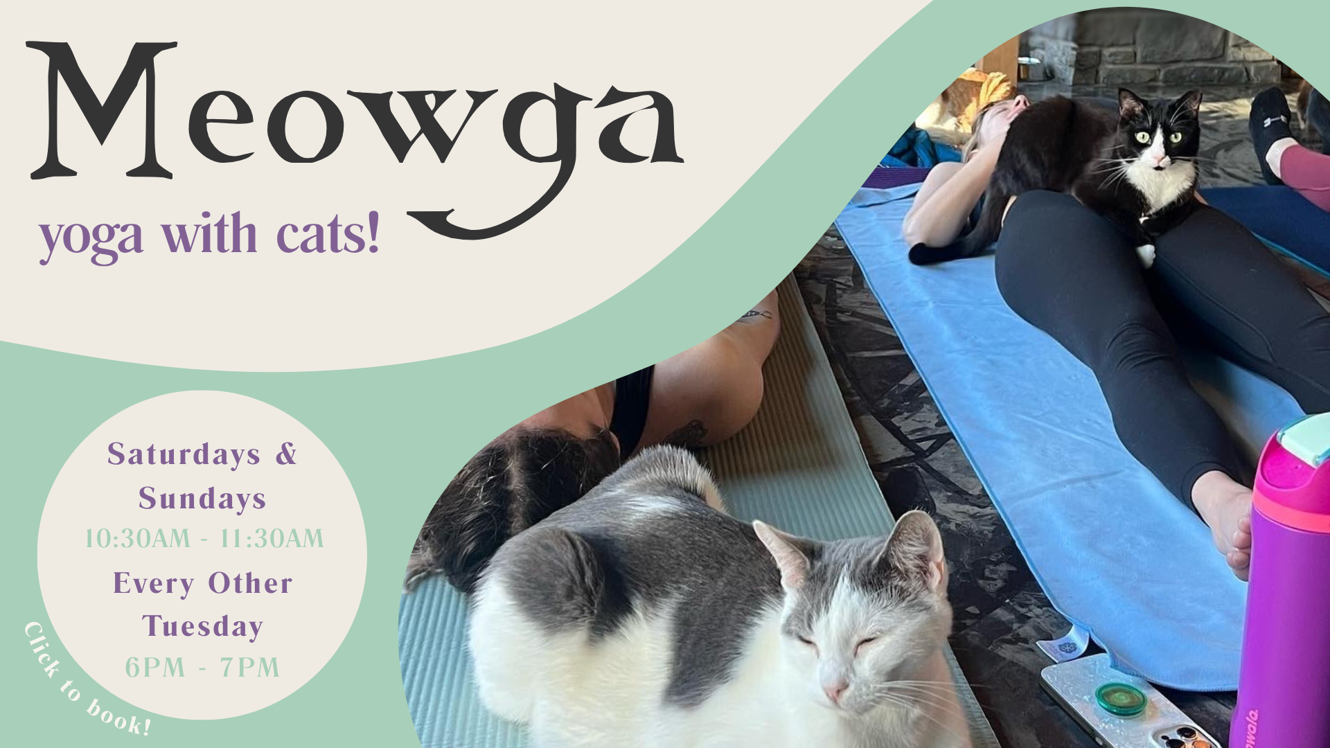 Meowga.png