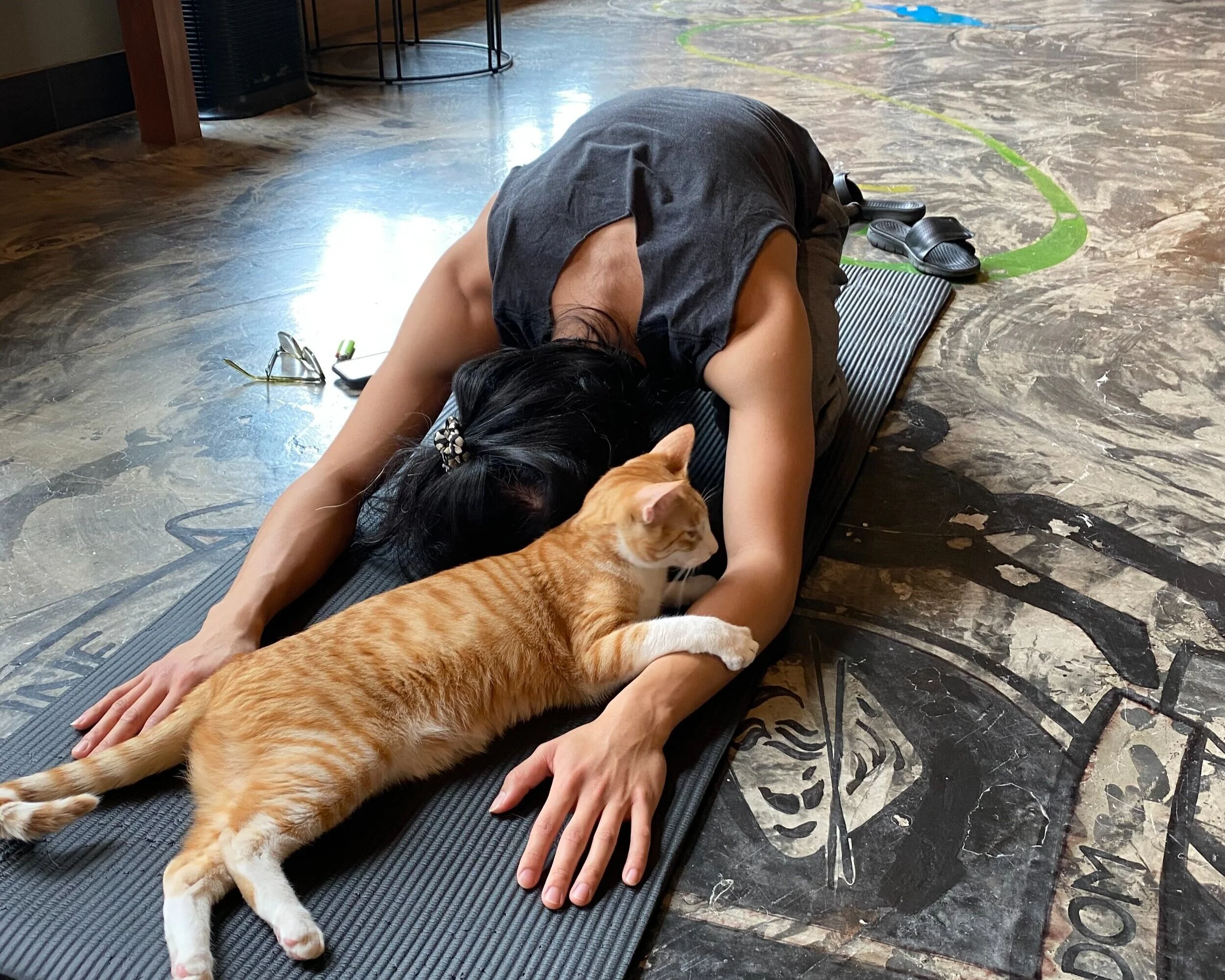 Meowga-aka Yoga with Cats