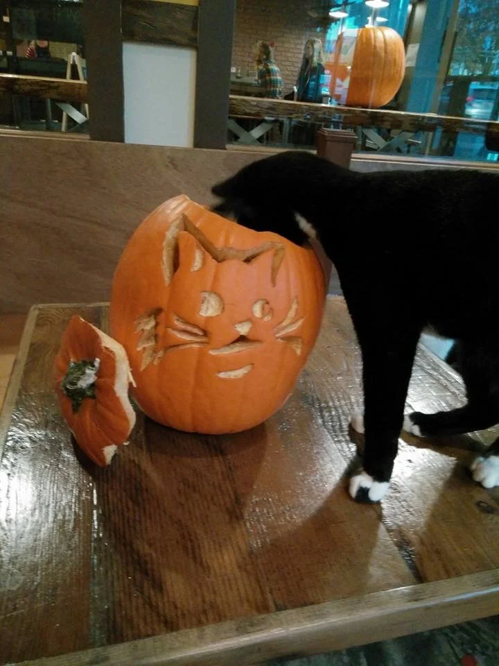 Pumpkin Carving with cats