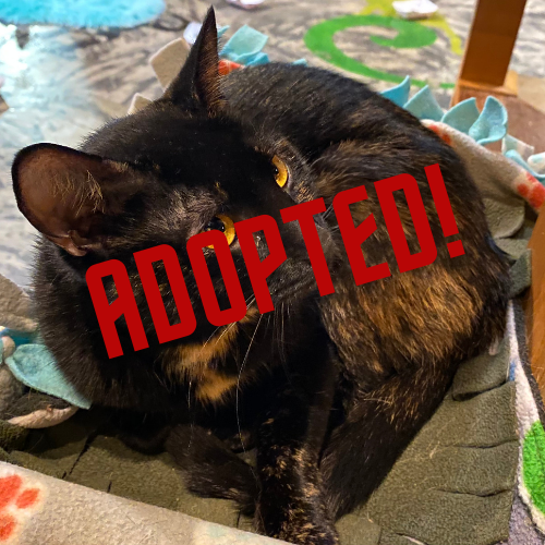 Piper