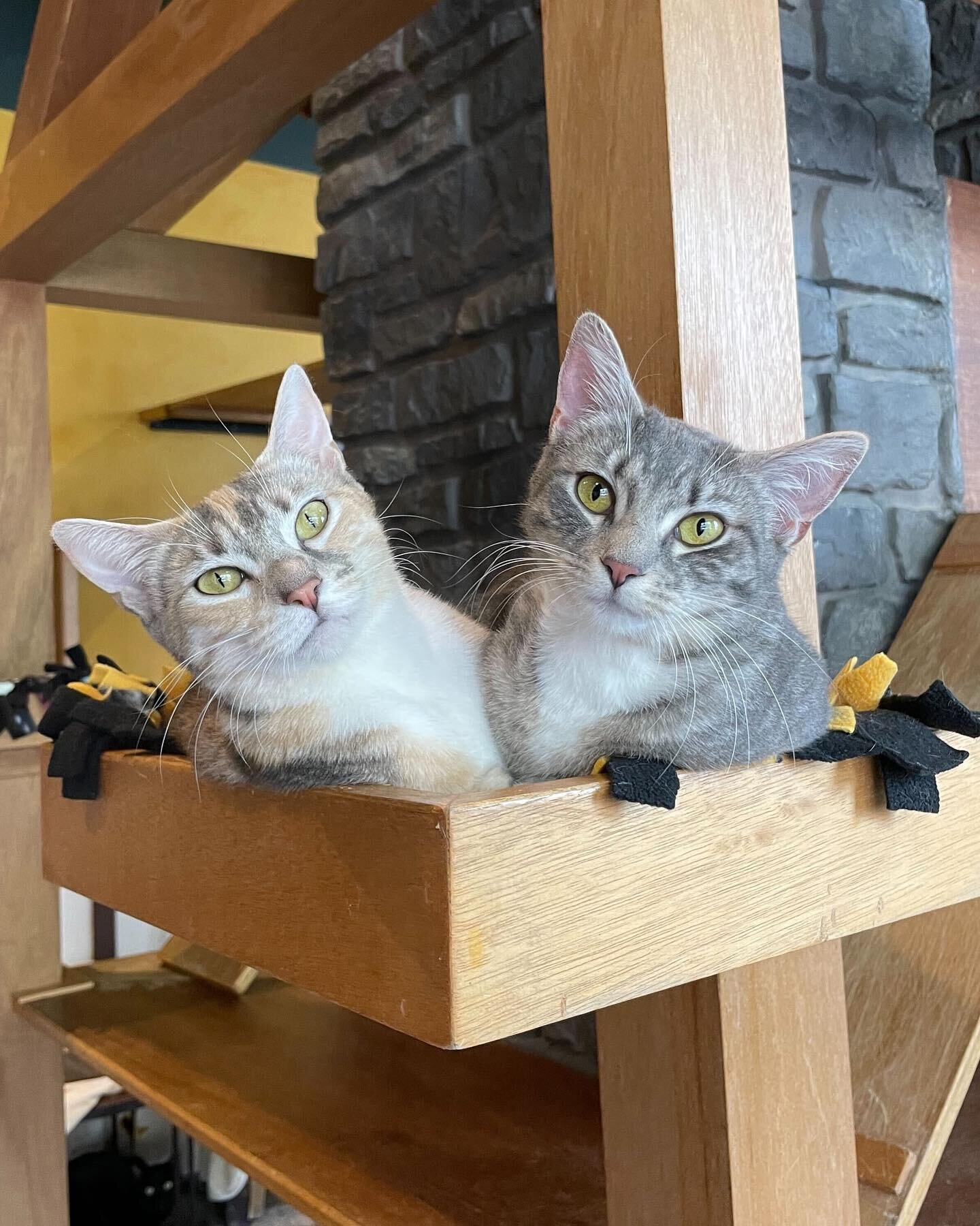 Come by for some Meowmy&rsquo;s Day cat snuggles! 😻 This mother daughter duo know all about quality time together. 🧡 Reservation is highly recommended! 🐾#seattlemeowtropolitan #meowmy #catcafe #mothersday #cats #seattle #catlovers #motherdaughter