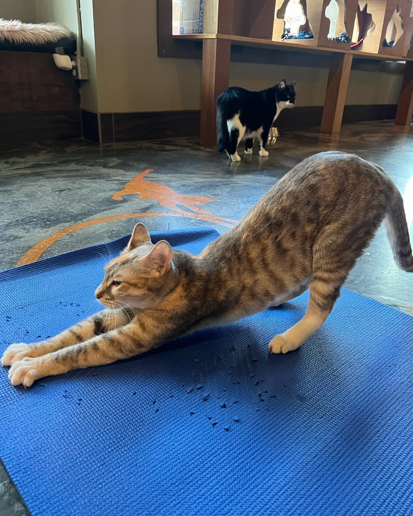 Nothing will make you happier than some downward facing cat with a bunch of cats! 😻🧘&zwj;♀️ We have Meowga every Saturday &amp; Sunday 10:30-11:30 am with Ginger and Tuesdays 6-7 pm with Josie! Get a 5 class pass and join us weekly! 🐈 #catyoga #me