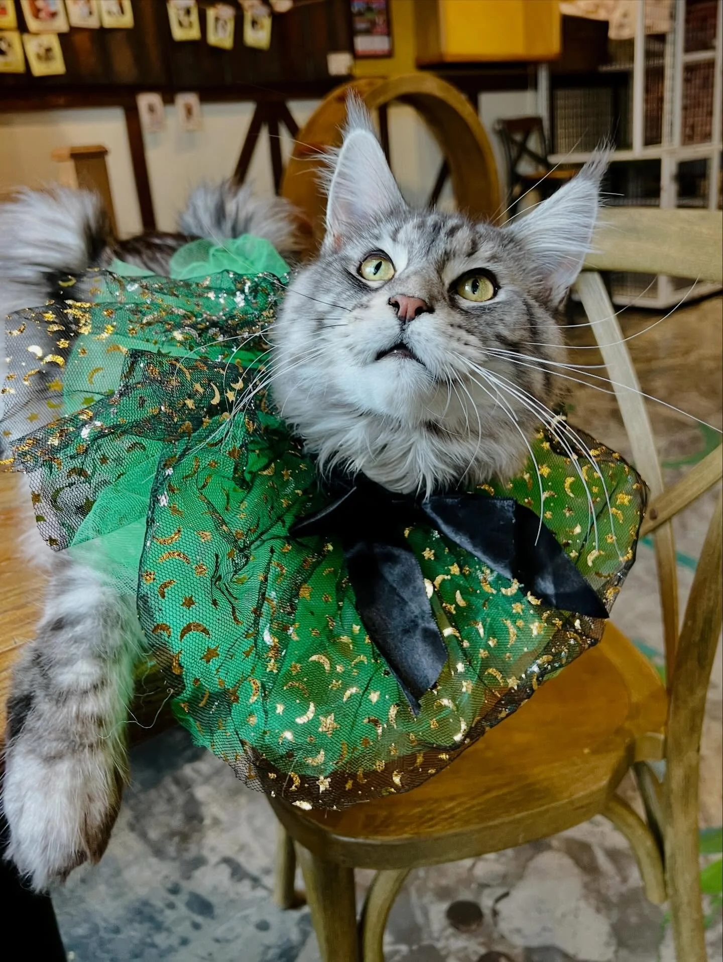 Happy St. Purrtrick&rsquo;s day. 🍀 Our resident leprecat is granting good luck and purrs today.😻
Stop by and get your share of the magic. 🌈☕️ #seattlemeowtropolitan #luckycat #stpatricksday #catcafe