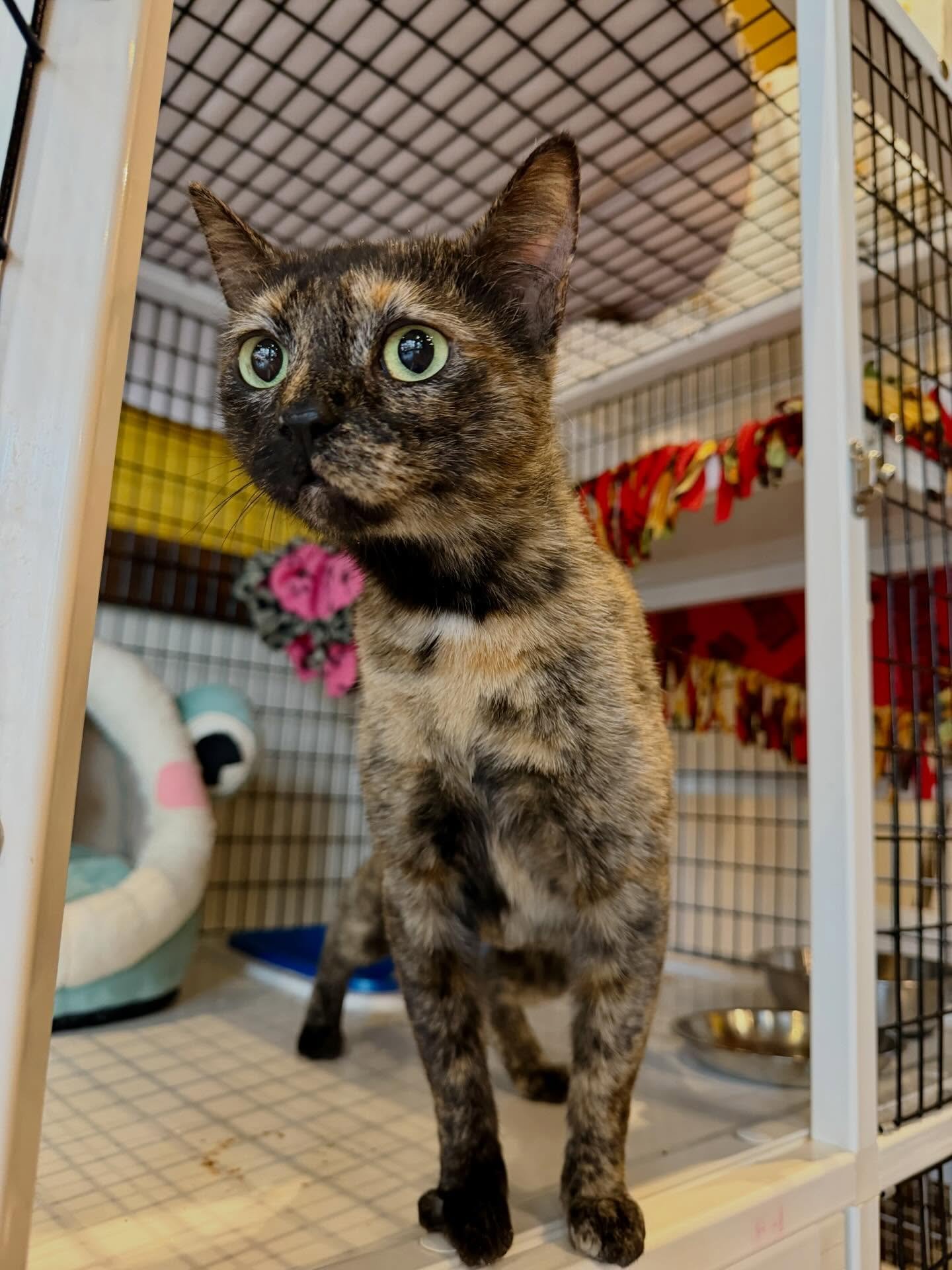 If Pickle were a pickle she would most certainly be a Bread &amp; Butter pickle because she is just so sweet and goes with everything! 🥒😻 This adorable tortie is 2 years old and nothing but love. 💛 She is a little shy but can&rsquo;t wait to get p