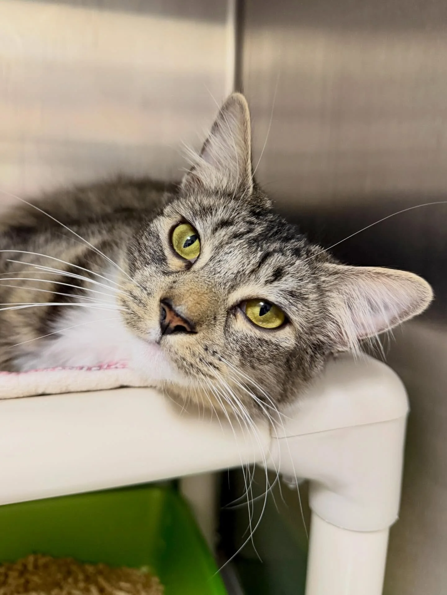 Meet Olive 🫒 This adorable tabby was super affectionate and playful in foster but we have discovered since she got to the cafe that she absolutely does not like other cats! We need to find her a furever home asap. 😻 She is 1.5 years old, very sweet