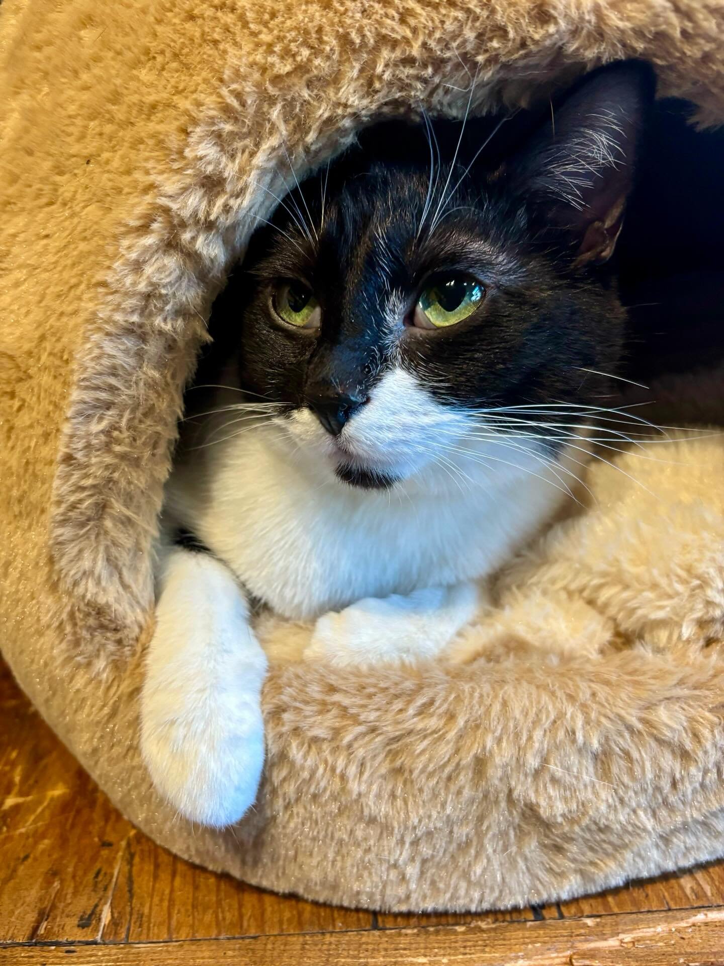 Meet Minnie. 🐱🐾 This sweet girl was abandoned at her home by her owners. 💔 She is a little timid and shy but once she warms up to you she becomes extra snuggly. She is one of those cats that wants to have affection but is just afraid, let&rsquo;s 