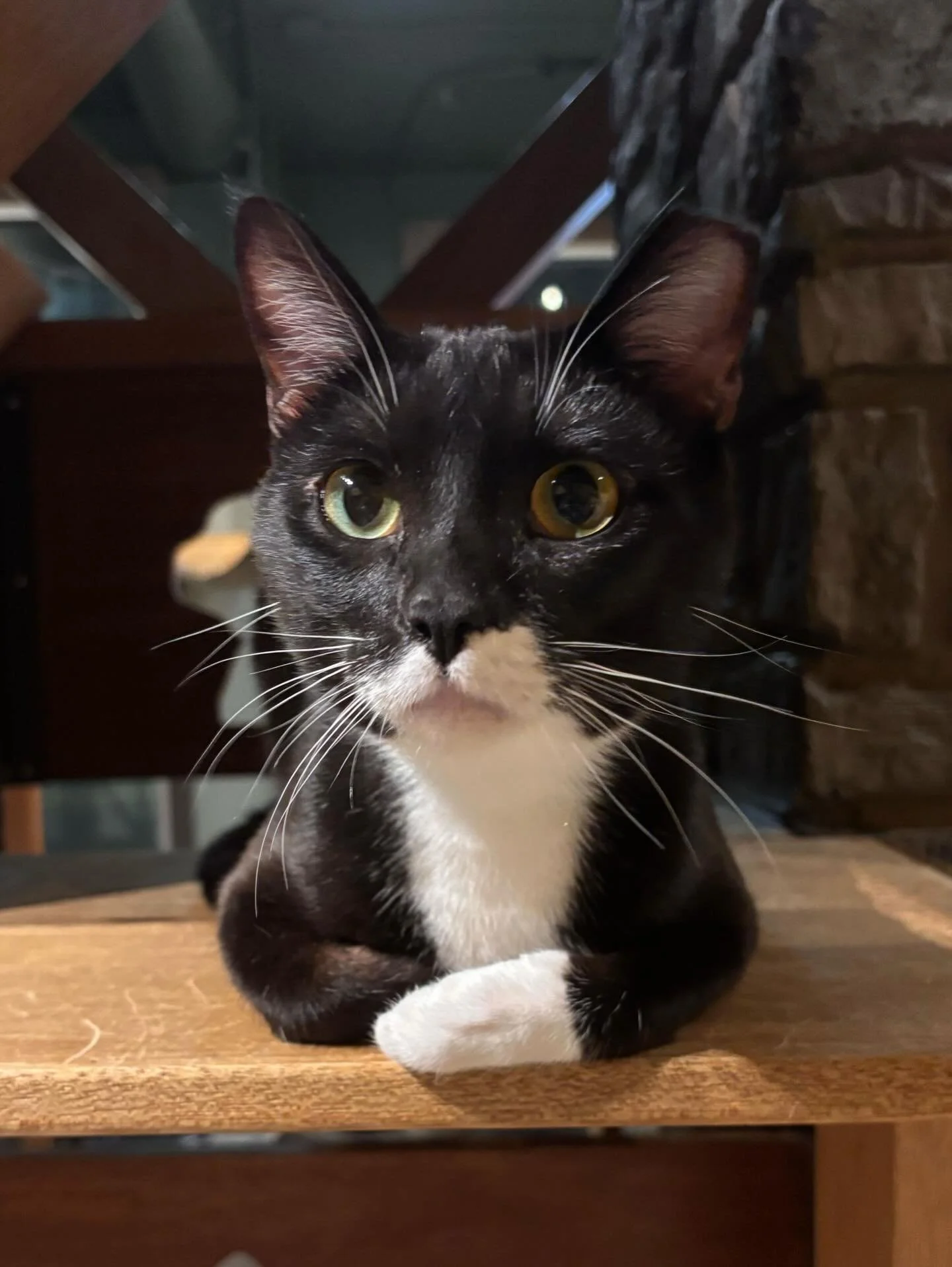 Balloon is just waiting to be your man. 🎈🐾🐈&zwj;⬛ This handsome boy is 2 years old and was a barn cat reject, meaning he is just too sweet and social and needs a loving home. 🏡 Come and meet him and let&rsquo;s find him his furrever home! 🖤 #res