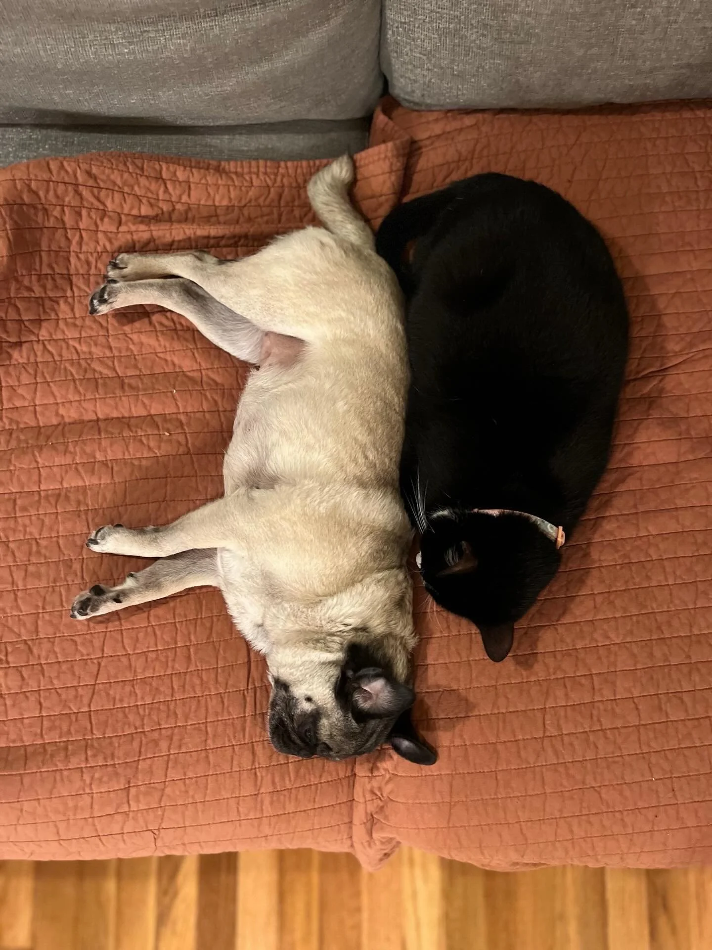 The love story adoption update we all needed to see. 🐱💕🐶 Rosemary couldn&rsquo;t stand other cats when she was in the cafe&hellip; Turns out she just needed a blind pug friend Peach to be her companion! 
&ldquo;They cuddle, play hide and seek, eat