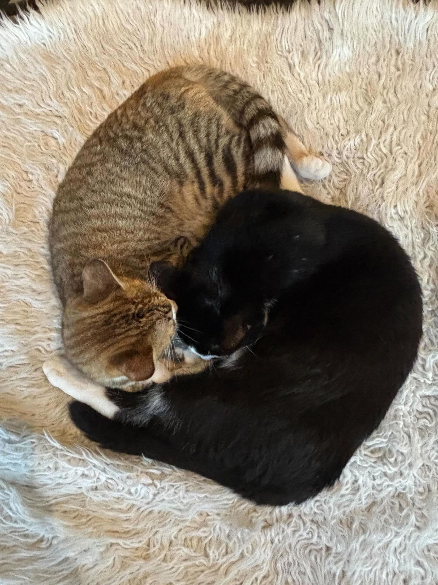 The sweetest siblings ever to exist Sergio and Sofia are officially open for adoption. 🐈&zwj;⬛💘🐈 They must go as a pair of course. If you haven&rsquo;t already met them come and see just how sweet they can be. 🐾 #meowsofia #meowsergio #seattlemeo