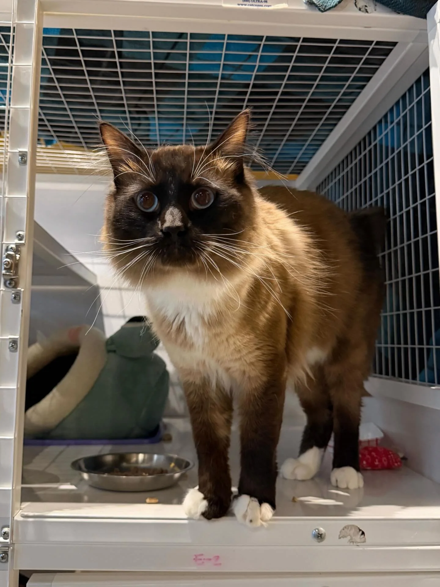Meet Lincoln! 😻 This 3 year old boy is all fluff and snuggles. 🐾 He is hanging out in the lounge slowly getting comfortable. Come and say hi! 👋 #seattlemeowtropolitan #meowlincoln #rescuecat