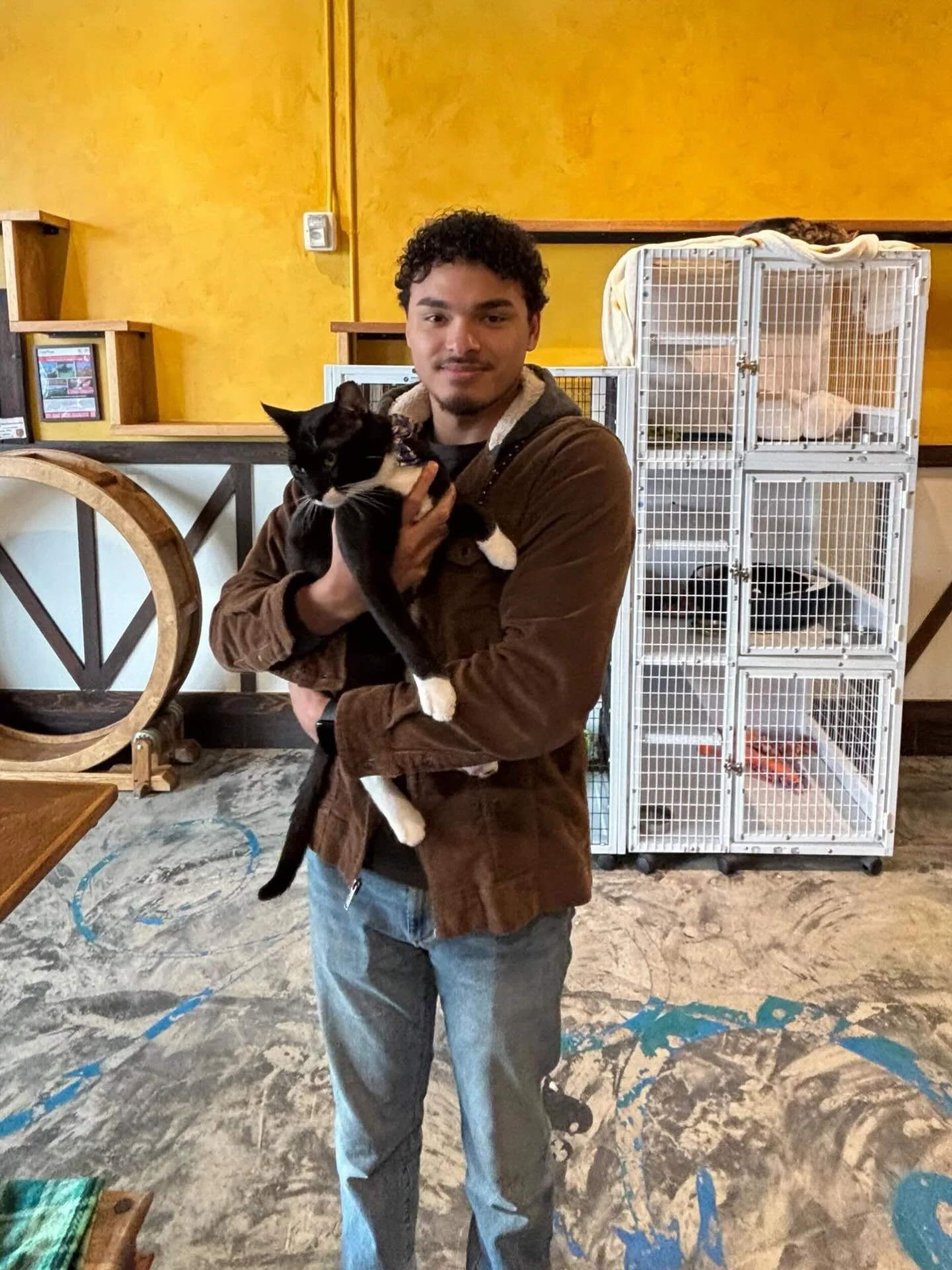 Congrats to Mr. Balloon on finding his furrever home! 🐈&zwj;⬛🐾 #meowballoon #seattlemeowtropolitan #adopted