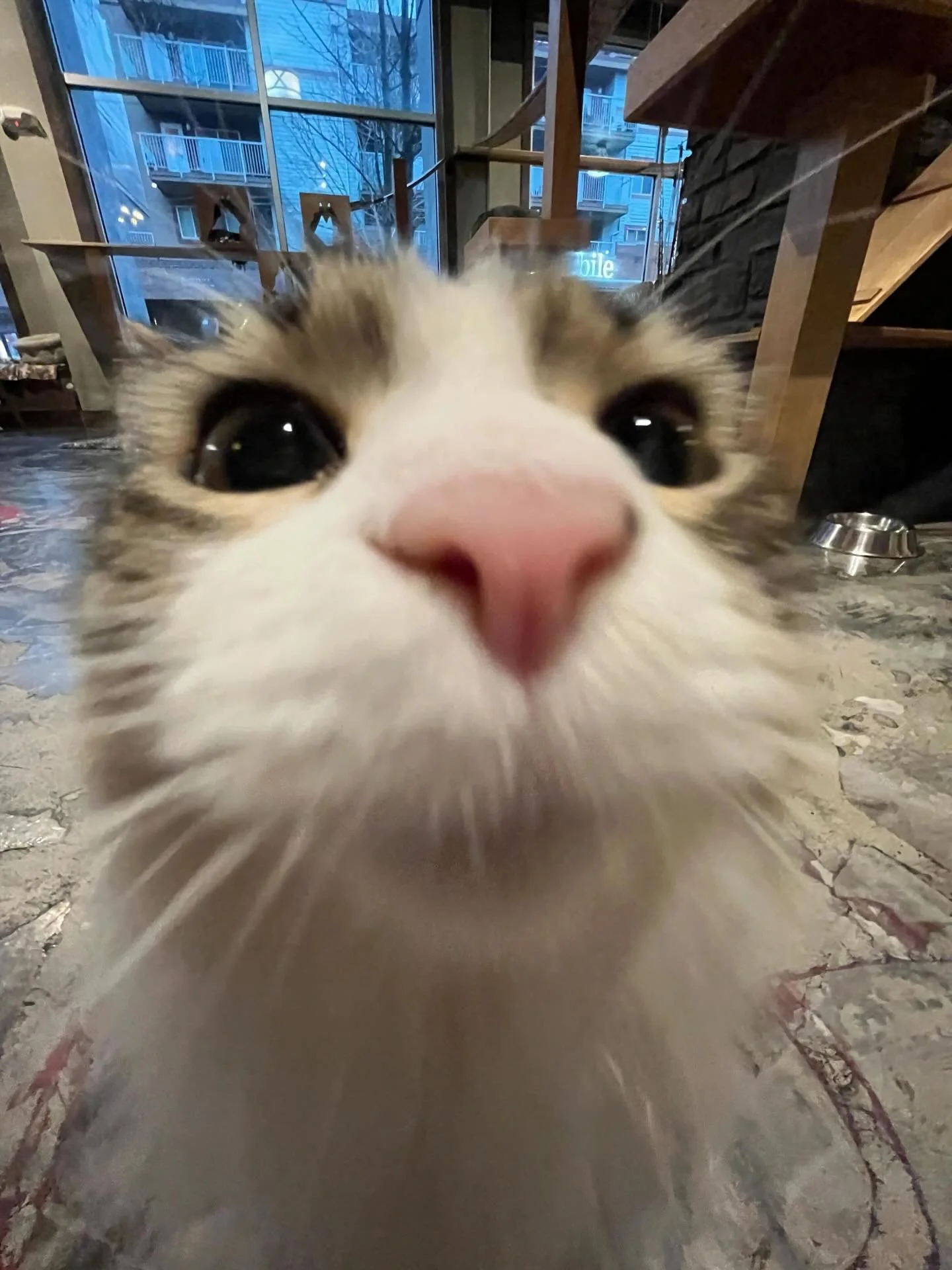 Oh Trout&hellip; the most meowgical little lady that ever existed! 🧶🐾 The time has come for Trout to go up for adoption and we are going to miss her dearly. We are accepting applications. 😻 #meowtrout #seattlemeowtropolitan #catcafe #magicalcat