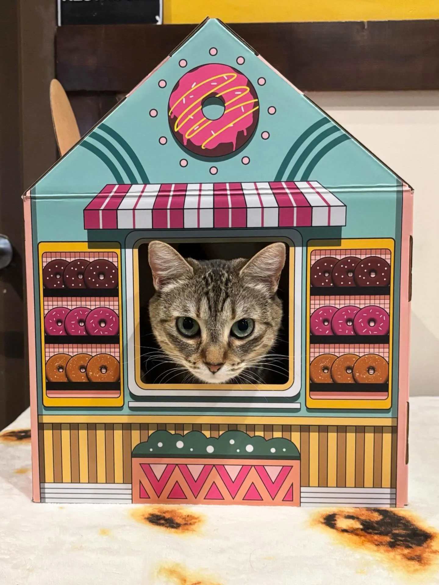 Sweetie is exploring a new career selling donuts following getting fired from Costco; however, she&rsquo;s already eating the donut stand so she probably won&rsquo;t last long here either. 🍩😸🐾 #seattlemeowtropolitan #furryfriday #meowsweetie