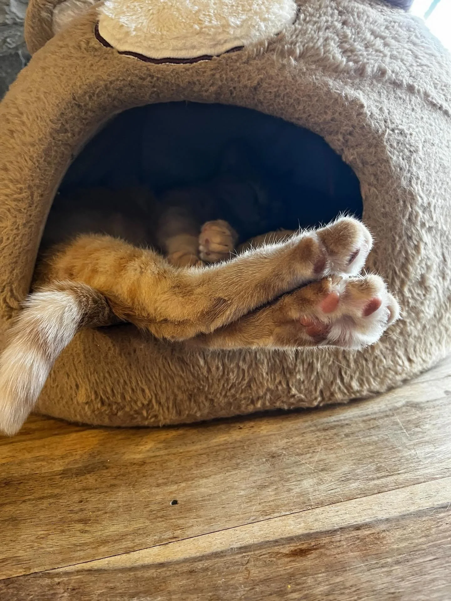 The Easter Bunny has paws this year&hellip; and they want treats. 🐰🍬🪺😸 #seattlemeowtropolitan