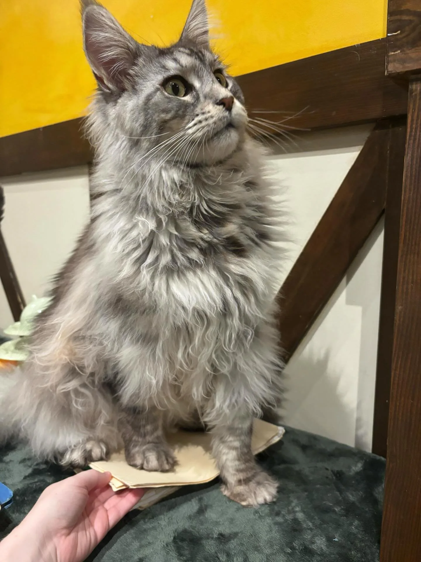 Rocky is pretty sure you don&rsquo;t need to work this week. 😹🚫 If you need help getting out of work he is here all week. 📝🐾 #meowrocky #seattlemeowtropolitan #catcafe