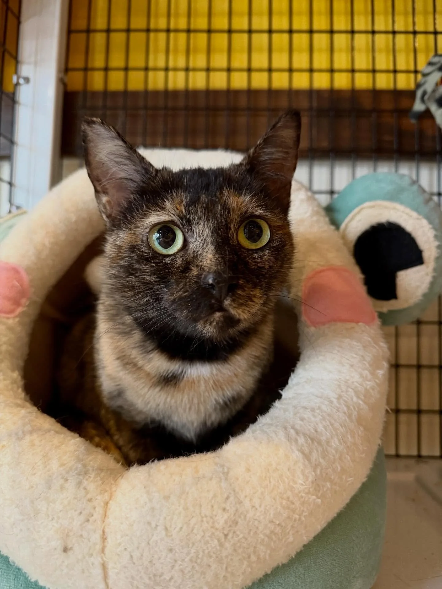 Pickle and Sweetie are now accepting applications! 😻🐾 
🥒Pickle - female, shy but affectionate, 2 years old &amp; needs to be an only cat 
🍭Sweetie - female, also shy but likes affection on her terms, almost 2 years old, could get along with anoth