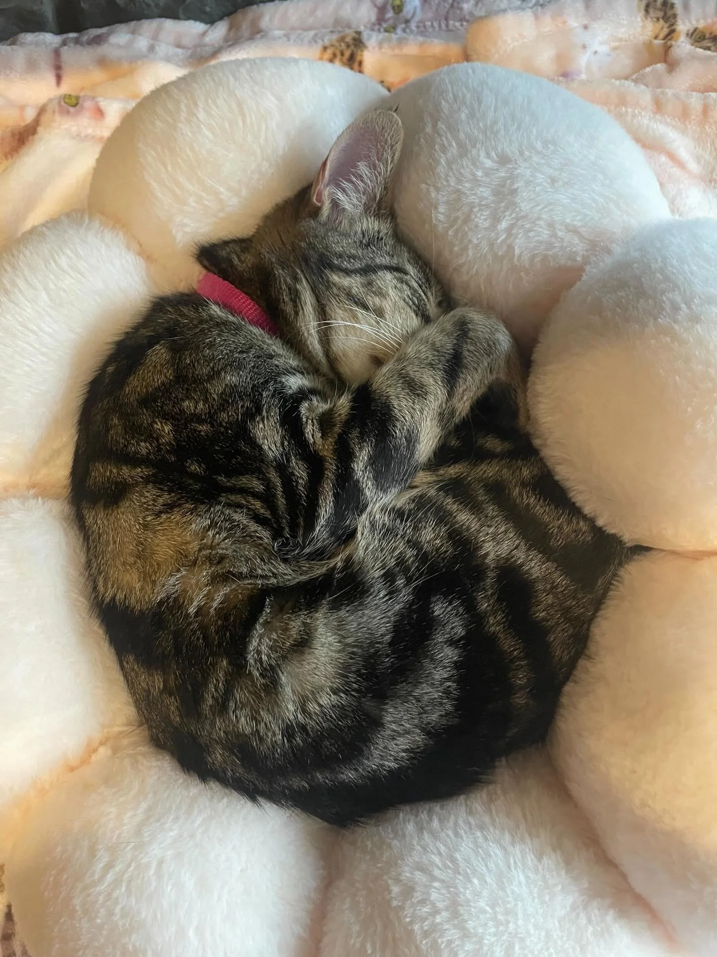Tiny adorable Twiggy is officially open for adoption! 💕🐱 Twiggy is 2 years old. She doesn&rsquo;t do great with young children so an adult home where she is best understood would be the most suitable. She is super cute and sweet so come and meet he