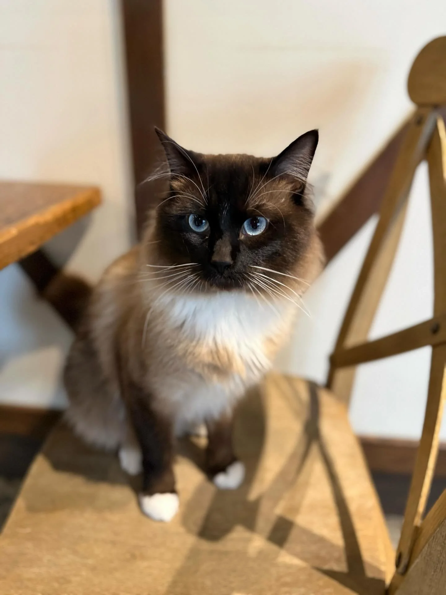 Handsome Lincoln boy is open for adoption! 😻🩵 He is 3 years old and very affectionate when an only cat but loves to bully other cats, so he might do best as the only cat but not a requirement. Come and meet him and see if it&rsquo;s meant to be! 🐾