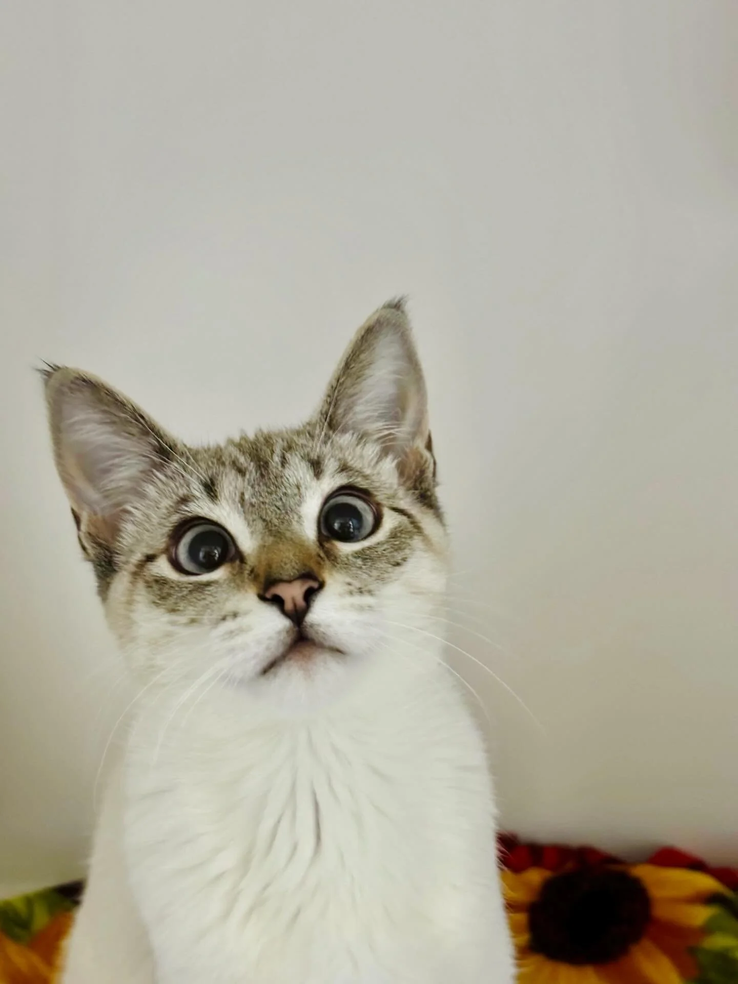 Meet our new little furiend Piglet! 🐱🩵👀 This sweet girl loves to play and snack. 🐖 Come and hang out and meet her! 🐾 #meowpiglet #seattlemeowtropolitan #catcafe #rescuecat