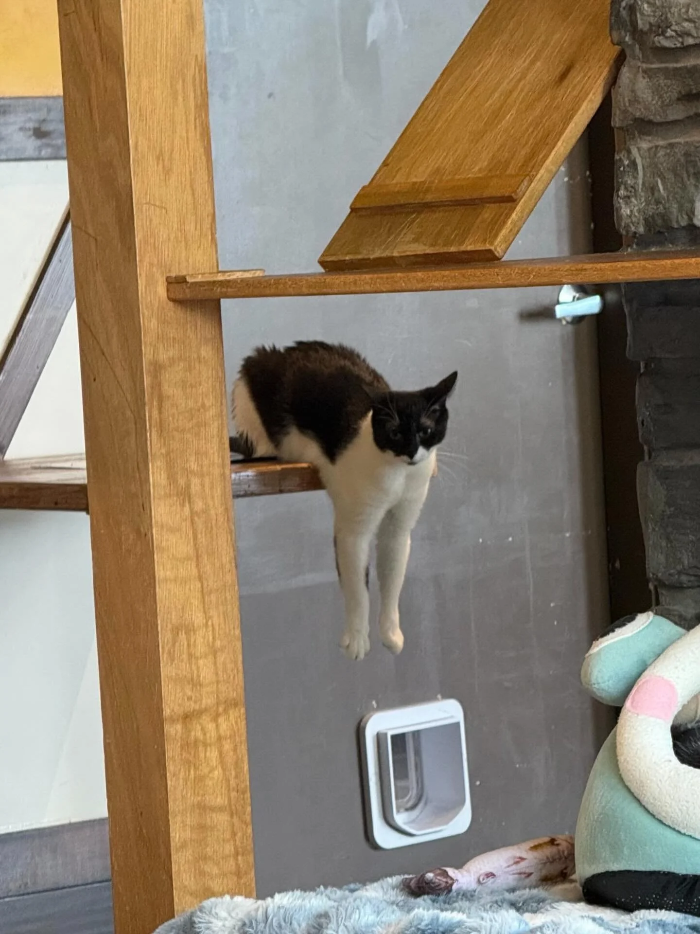 She&rsquo;s always down to hang&hellip; just not in any normal way. 🙃🐾 #meowminnie #seattlemeowtropolitan #catcafe
