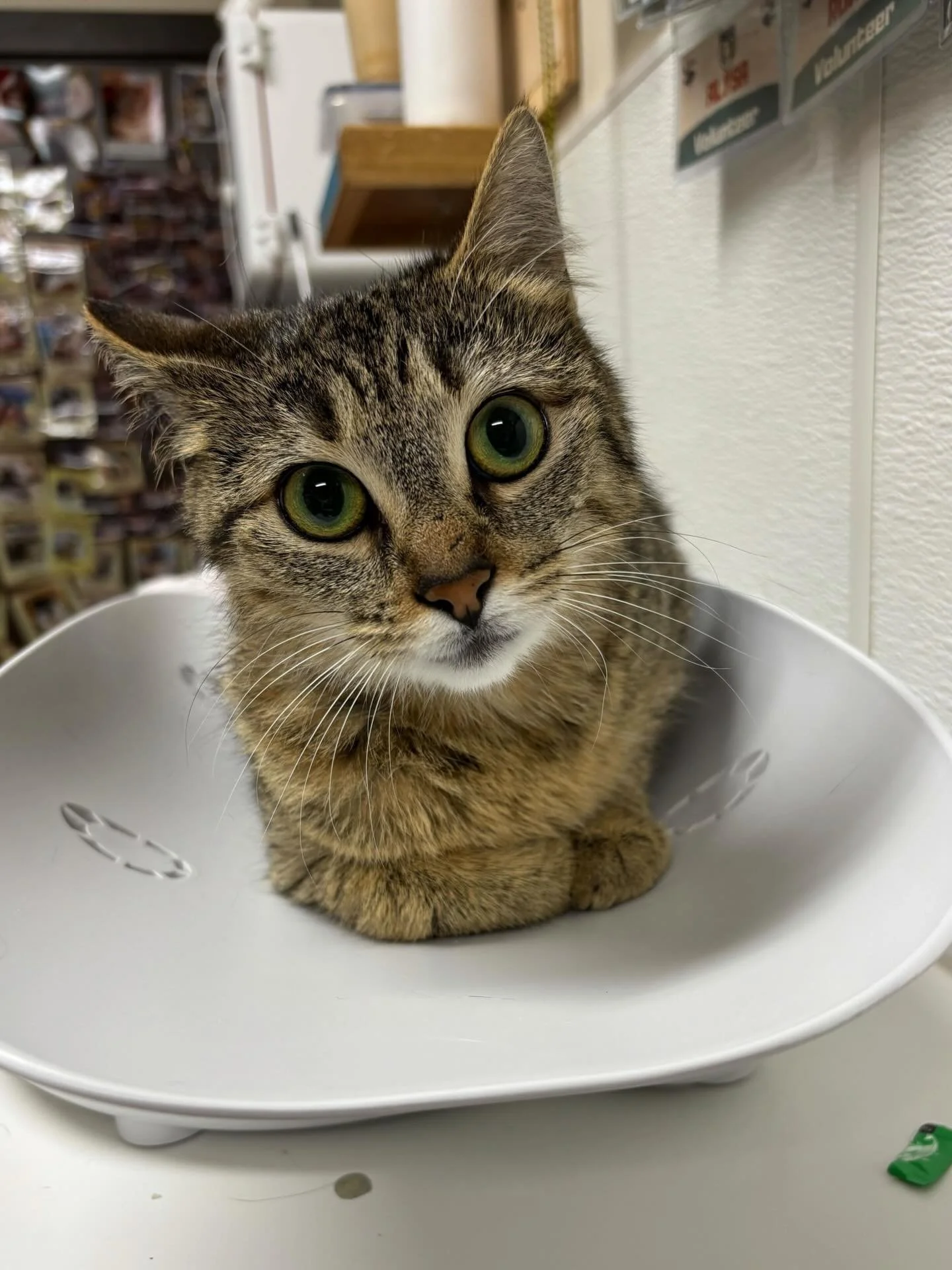 Happy Meowther&rsquo;s Day! 🐾 Meet Nutmeg our retired kitten factory meowther of some of the recent cats we got in. 😻 This little shy girl is hanging out in the lounge and can&rsquo;t wait to meet you! 🤎 #meownutmeg #seattlemeowtropolitan #mothers