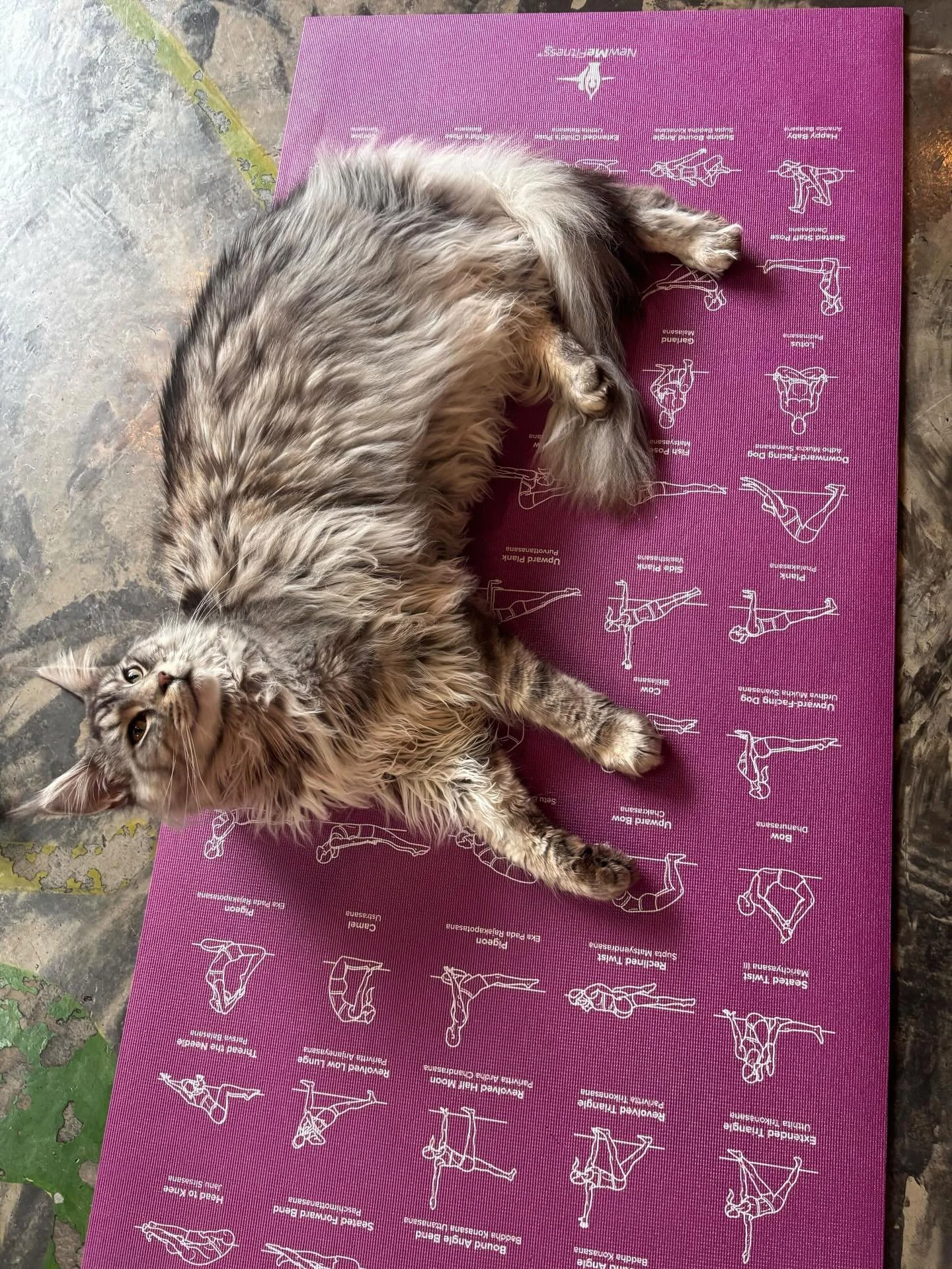 A better weekend starts with Meowga! 🧘&zwj;♀️🐈🎉 
Come join our pawsitively wonderful yoga teachers as they lead you through an hour long session surrounded with cats. 🐾 Classes Saturday &amp; Sunday 10:30-11:30 am and some Tuesdays 6-7 pm. Regist