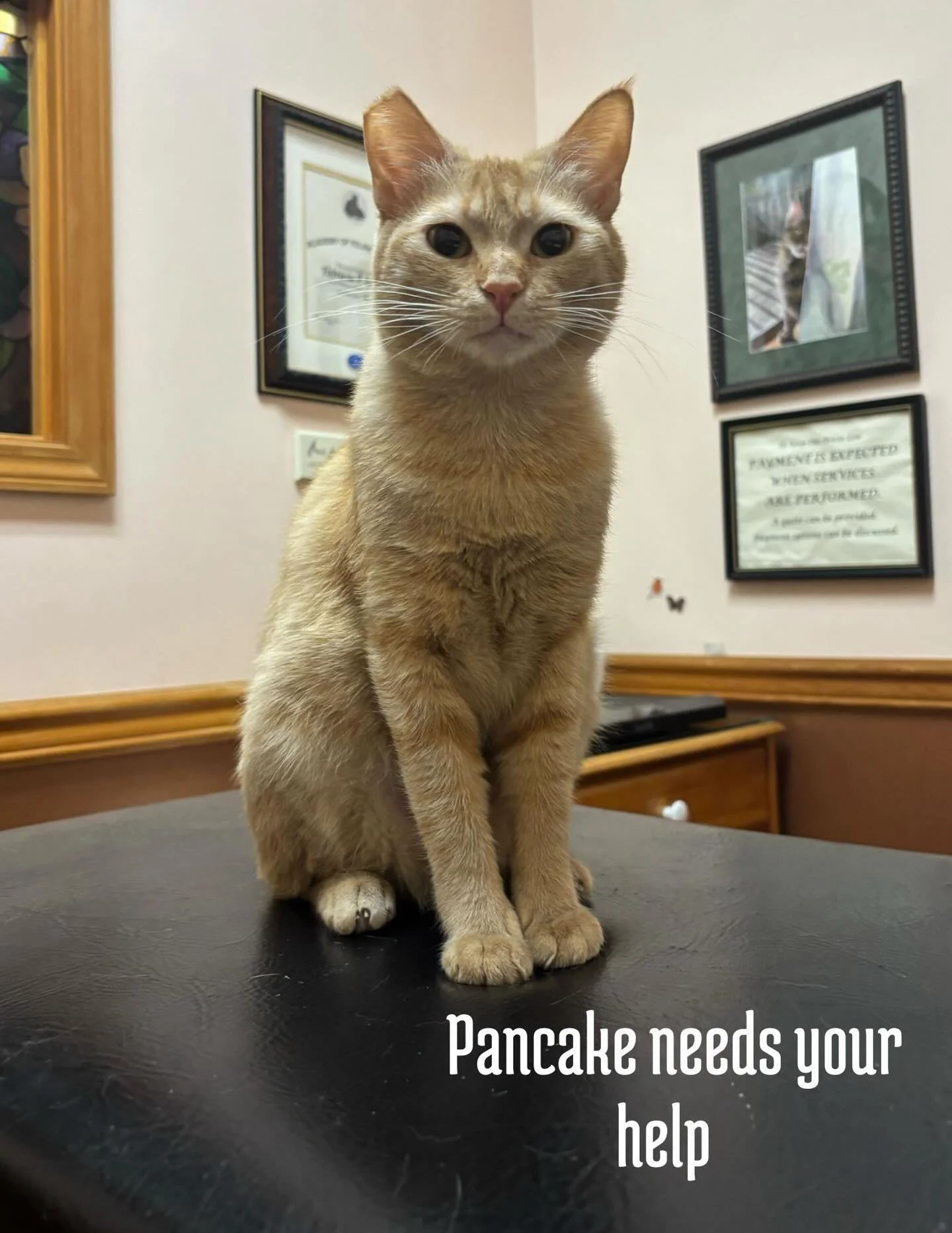 Pancake urgently needs dental surgery. 🦷 Our vet found at least two severely infected teeth filled with pus, and her inflamed gums may be hiding additional damage beneath the surface. 😿 The infection is causing significant inflammation in her body 