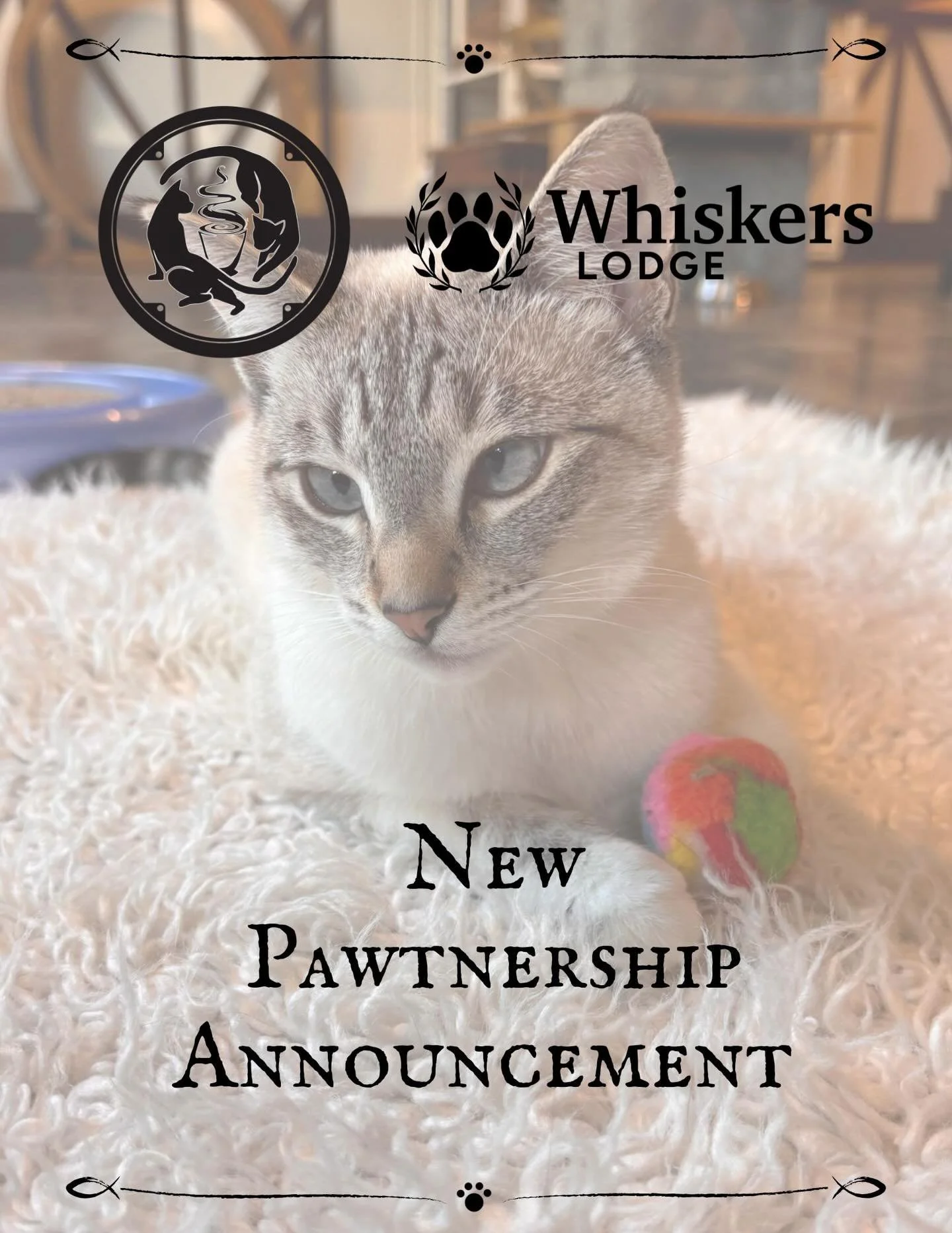 We are excited to announce a new pawtnership with our new neighbors @whiskerslodge 😻! All future adoptions from Seattle Meowtropolitan will receive 10% off and a waived enrollment fee. 🐾 Whiskers Lounge provides a home away from home for your fur b