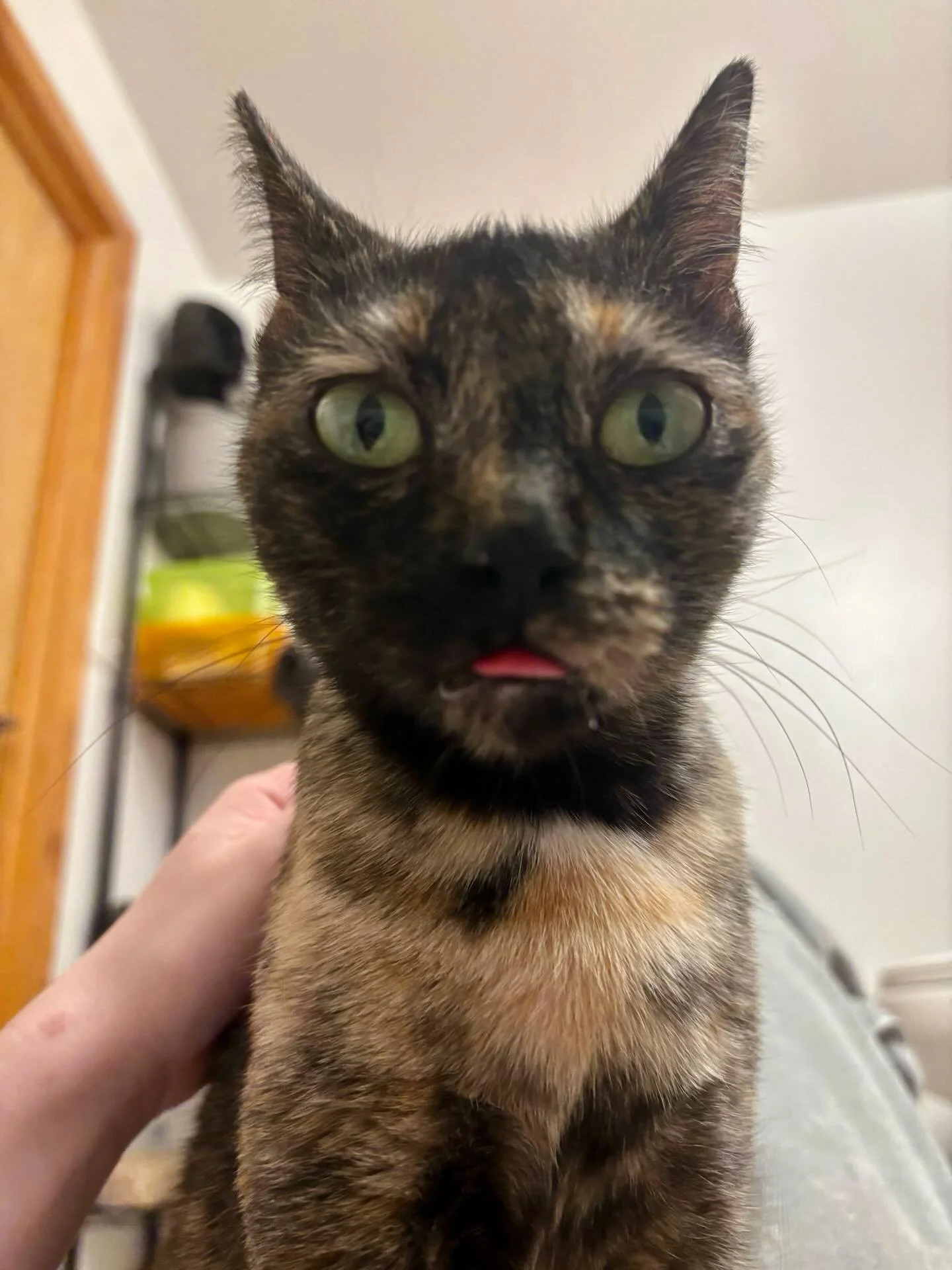 Sweet shy lover girl Pickle has been adopted! 🥒😽 We are so happy she finally found her furever home. 🐾 Thanks to our sponsors @firstmatekasikspetfoods for sending her on her way with nutritious food! 🤎 #seattlemeowtropolitan #adopted #adoptdontsh